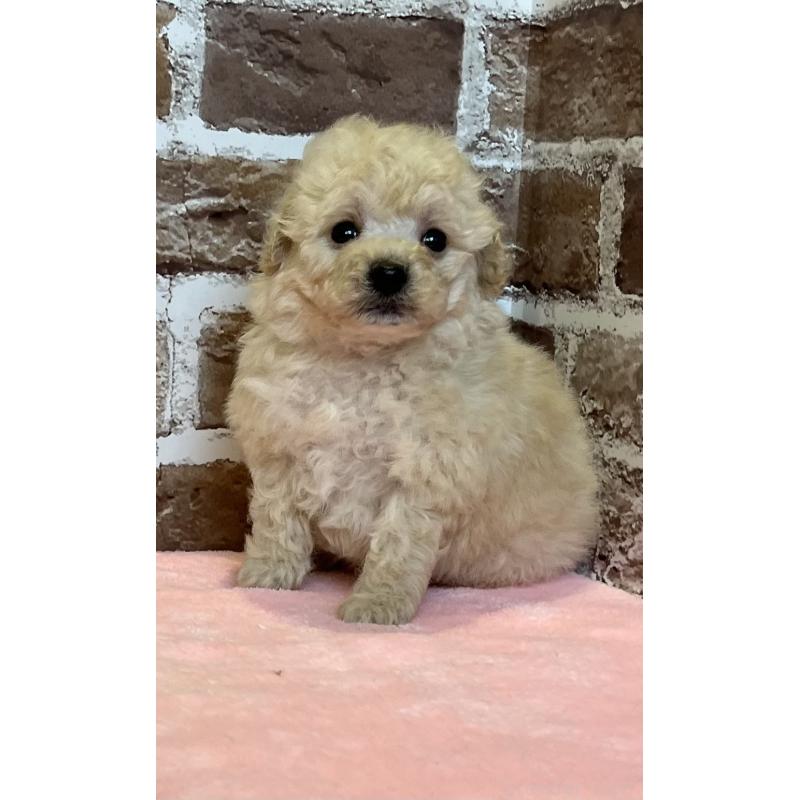 販売中の鹿児島県のトイプードル-436412の9枚目