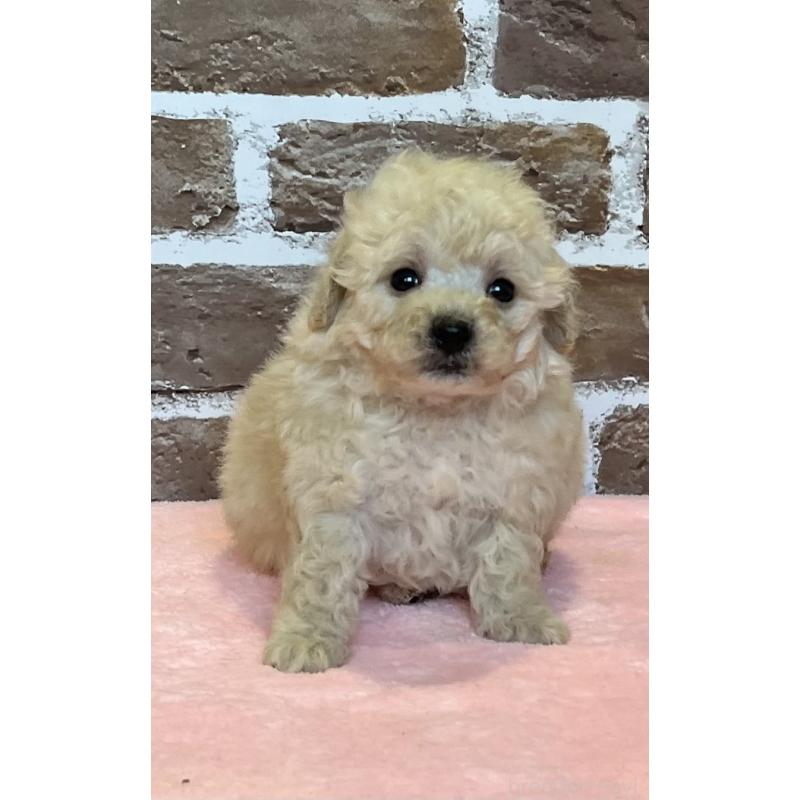 販売中の鹿児島県のトイプードル-436412の8枚目