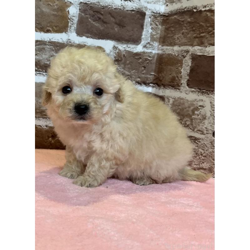 販売中の鹿児島県のトイプードル-436412の7枚目