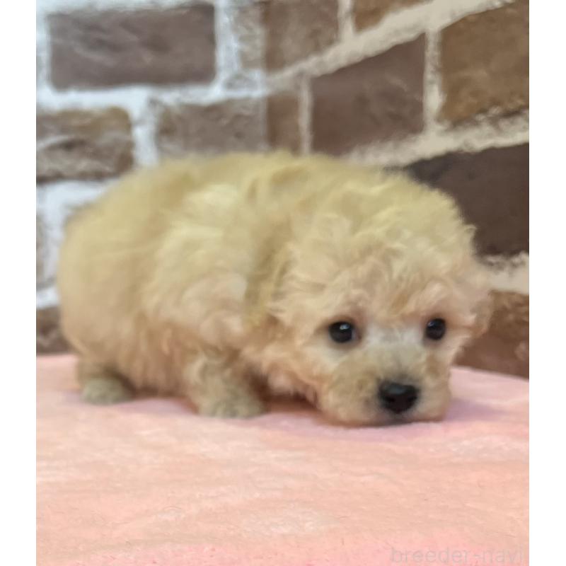 販売中の鹿児島県のトイプードル-436412の5枚目