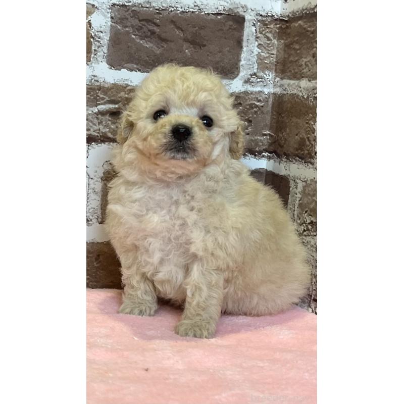 販売中の鹿児島県のトイプードル-436412の6枚目