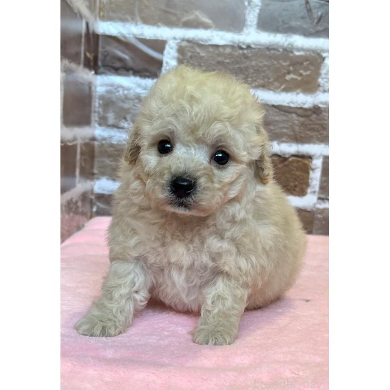 販売中の鹿児島県のトイプードル-436412の4枚目