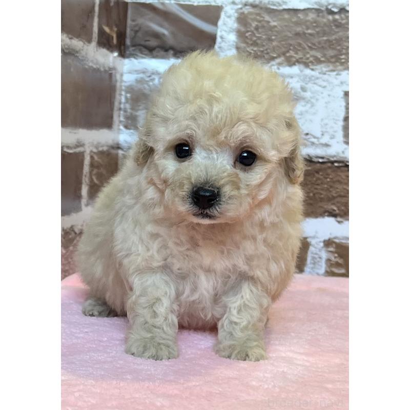 販売中の鹿児島県のトイプードル-436412の3枚目