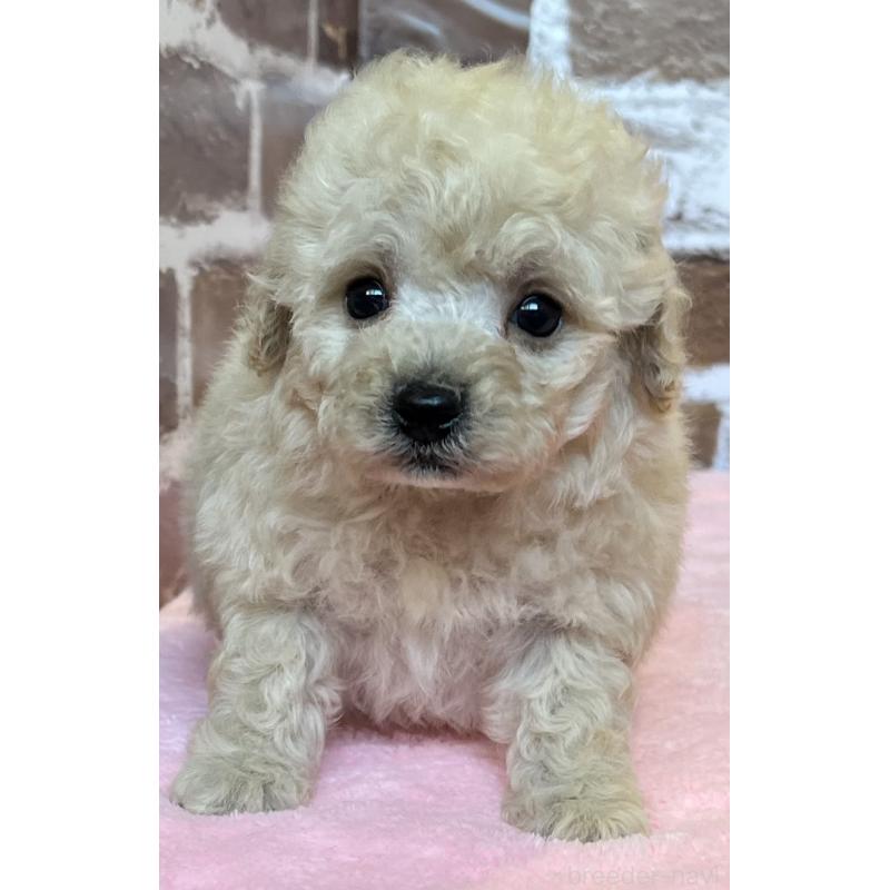 販売中の鹿児島県のトイプードル-436412の2枚目