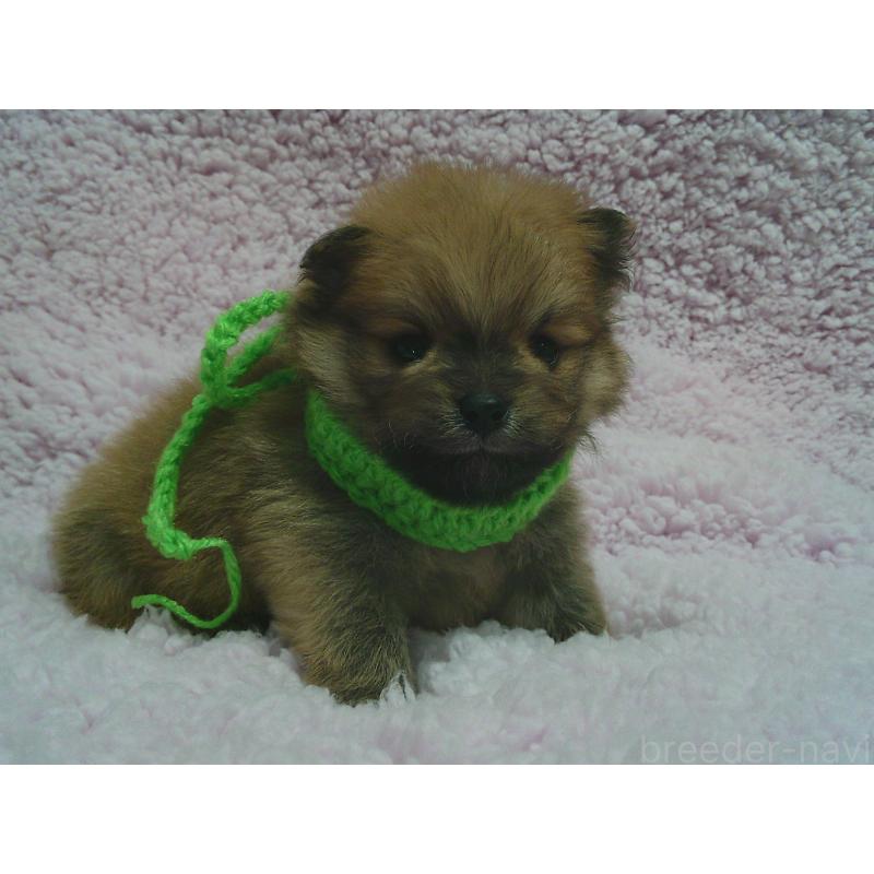 販売中の茨城県のポメラニアン-436414の2枚目