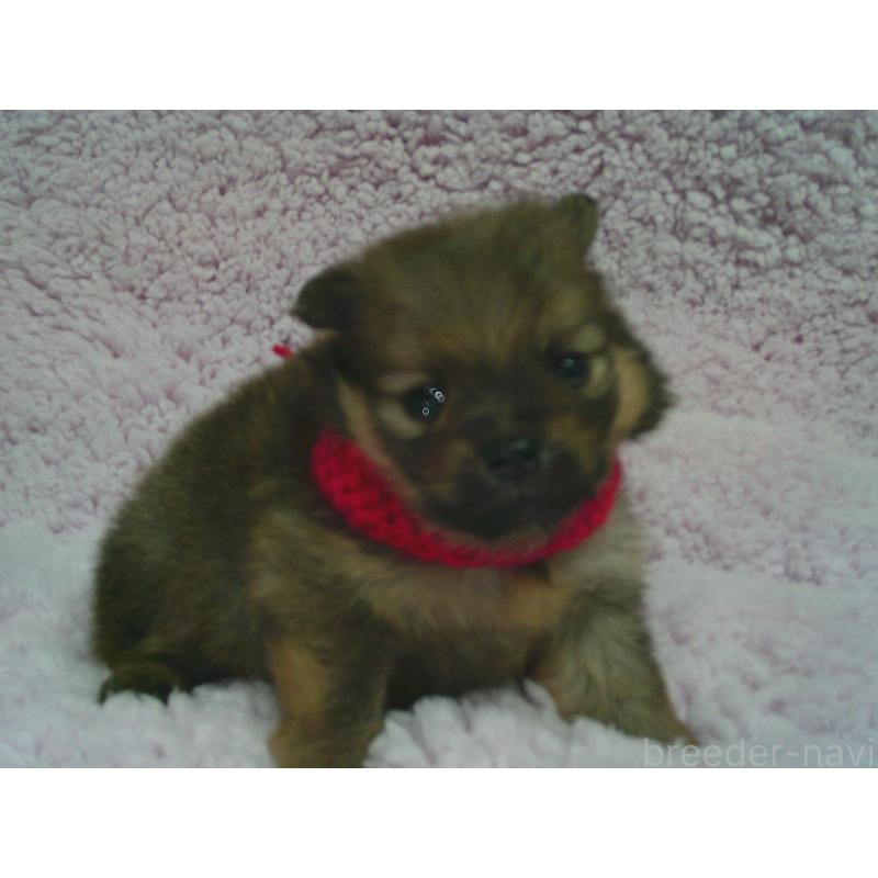 販売中の茨城県のポメラニアン-436415の1枚目