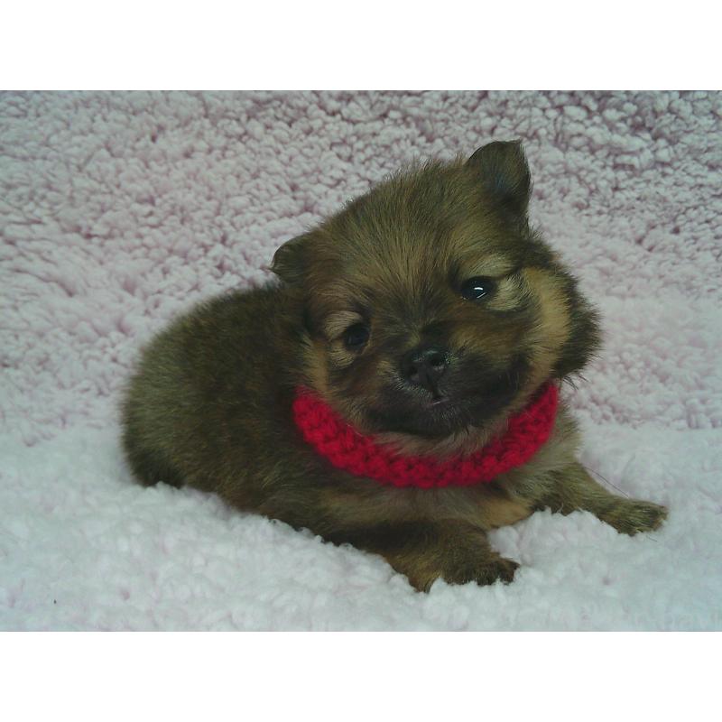 販売中の茨城県のポメラニアン-436415の2枚目