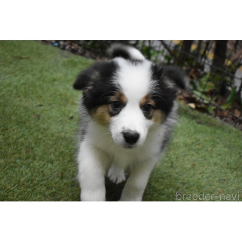 販売中の三重県のボーダーコリー-429134の5枚目