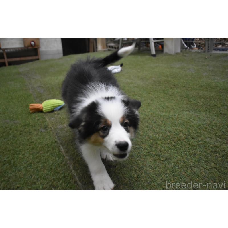 販売中の三重県のボーダーコリー-429134の4枚目