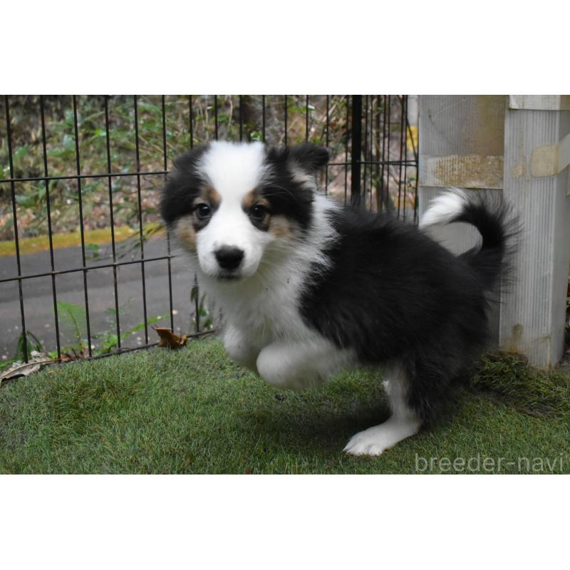 販売中の三重県のボーダーコリー-429134の3枚目