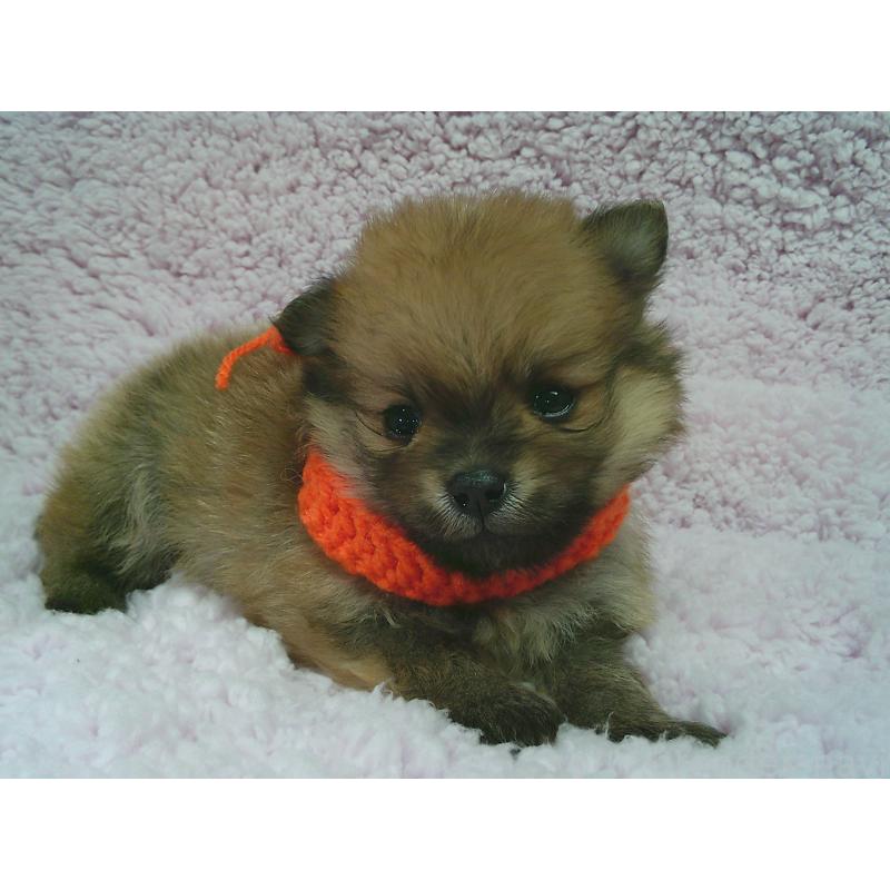 販売中の茨城県のポメラニアン-436416