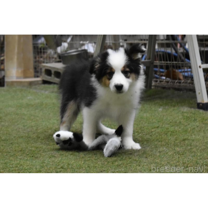 販売中の三重県のボーダーコリー-429134の2枚目