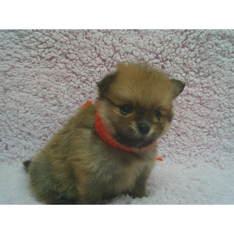 販売中の茨城県のポメラニアン-436416の2枚目