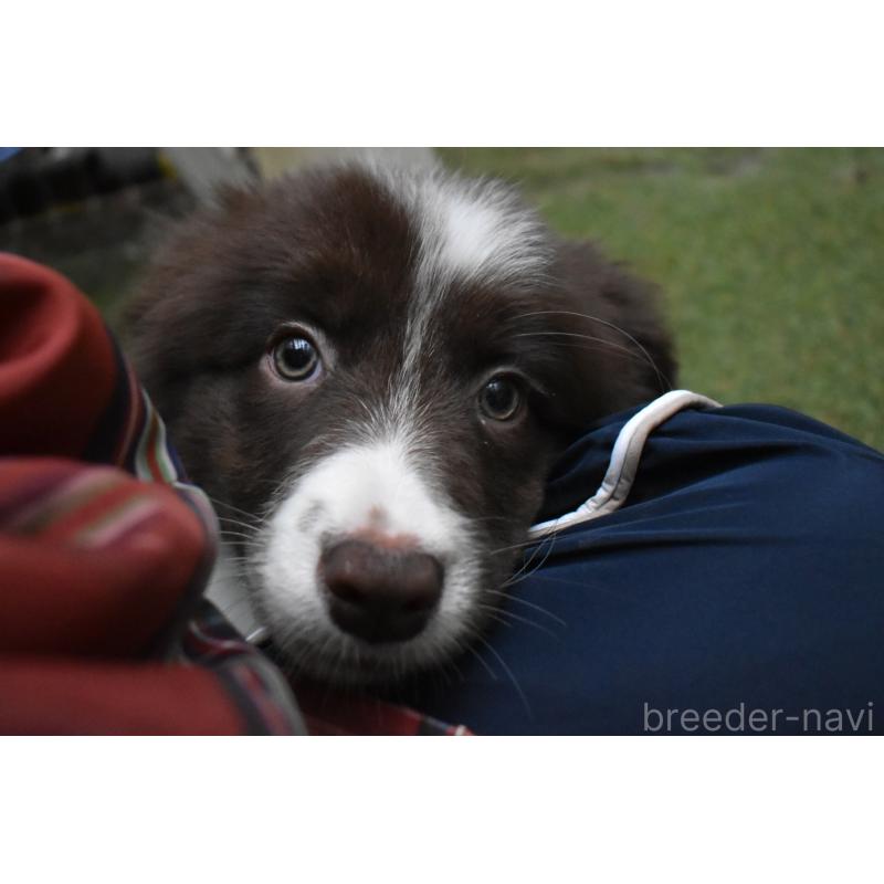 販売中の三重県のボーダーコリー-429138の5枚目