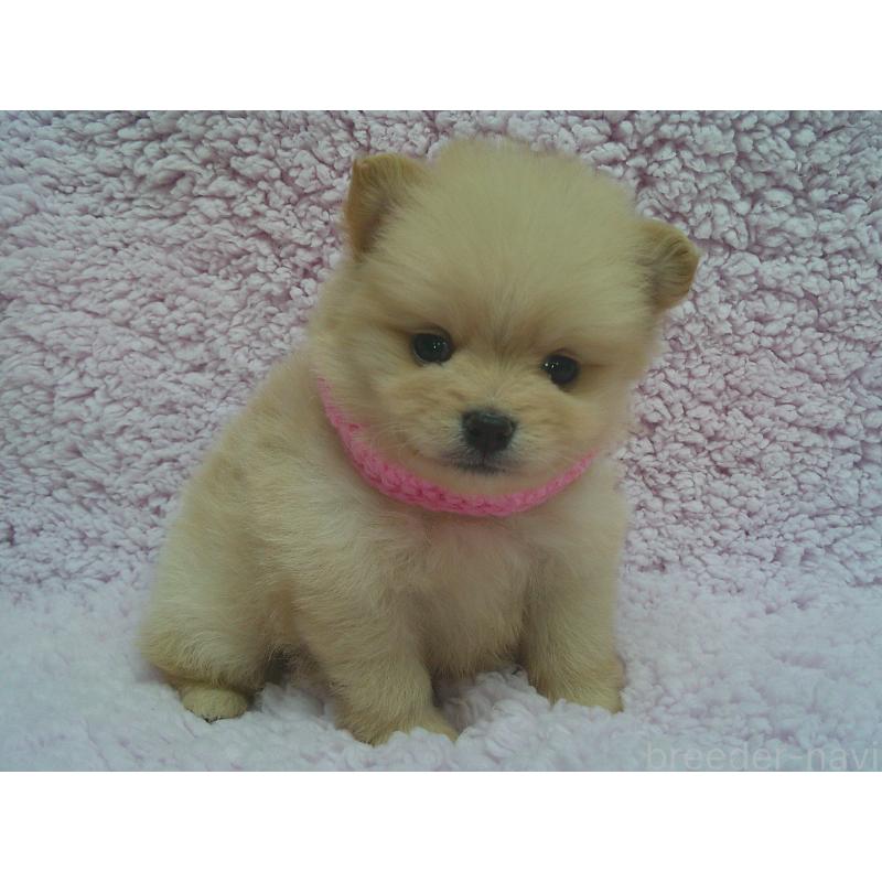 販売中の茨城県のポメラニアン-436417