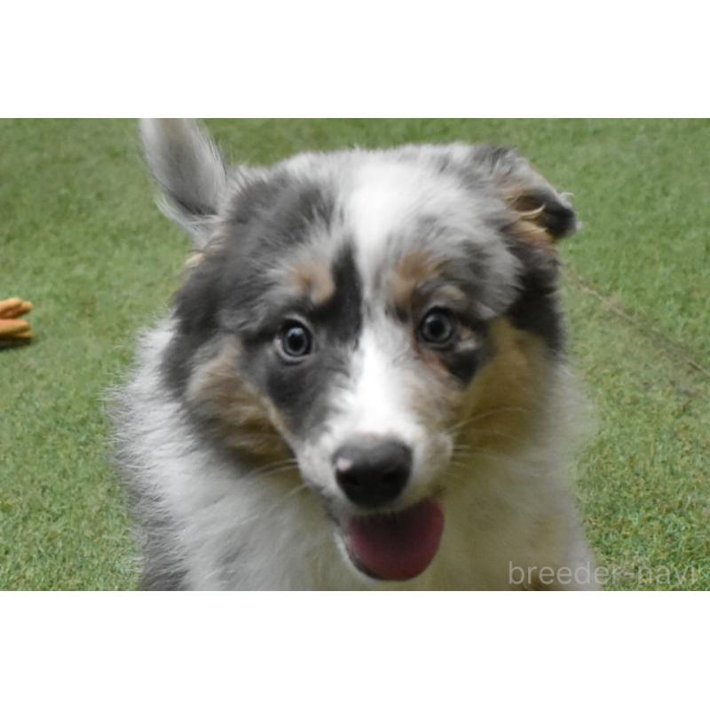 販売中の三重県のボーダーコリー-429133の5枚目