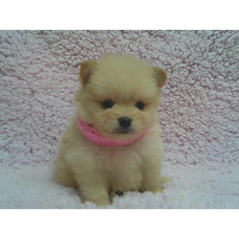 販売中の茨城県のポメラニアン-436417の2枚目