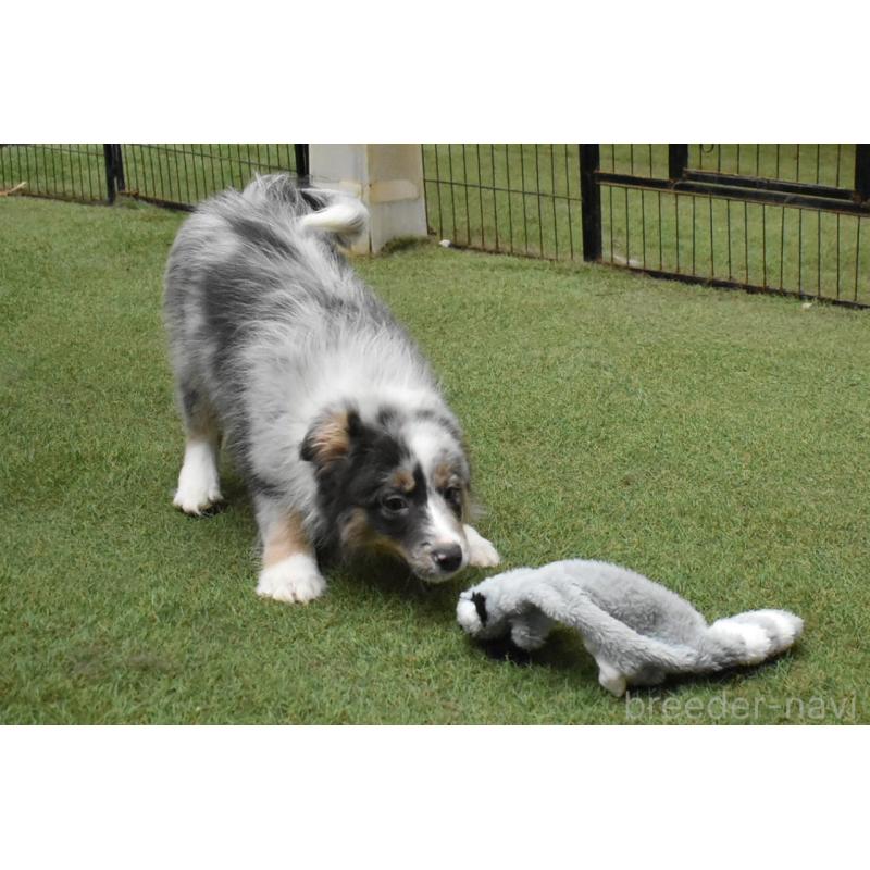 販売中の三重県のボーダーコリー-429133の4枚目