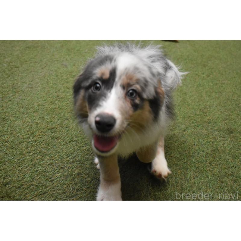 販売中の三重県のボーダーコリー-429133の3枚目
