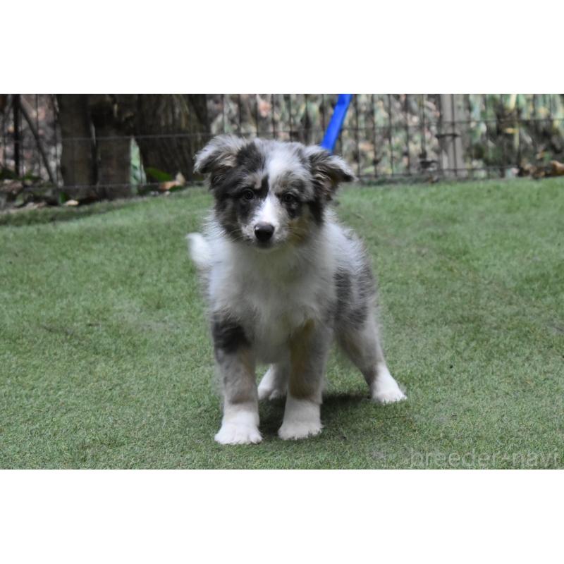 販売中の三重県のボーダーコリー-429133の2枚目