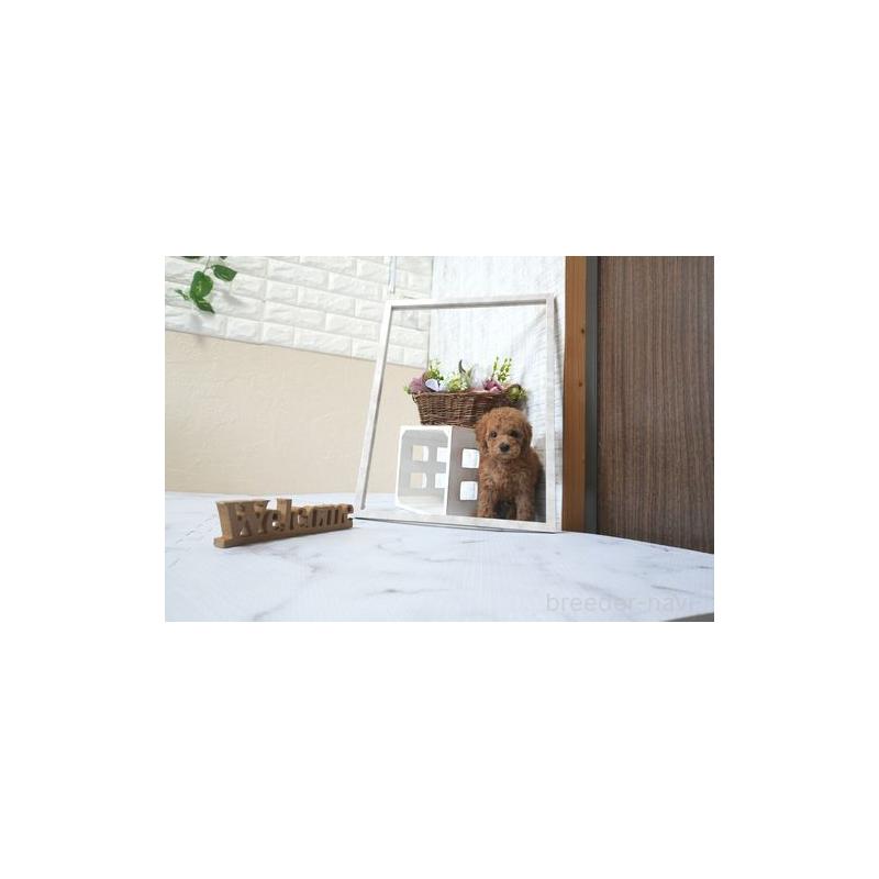 販売中の滋賀県のタイニープードル-436418の4枚目