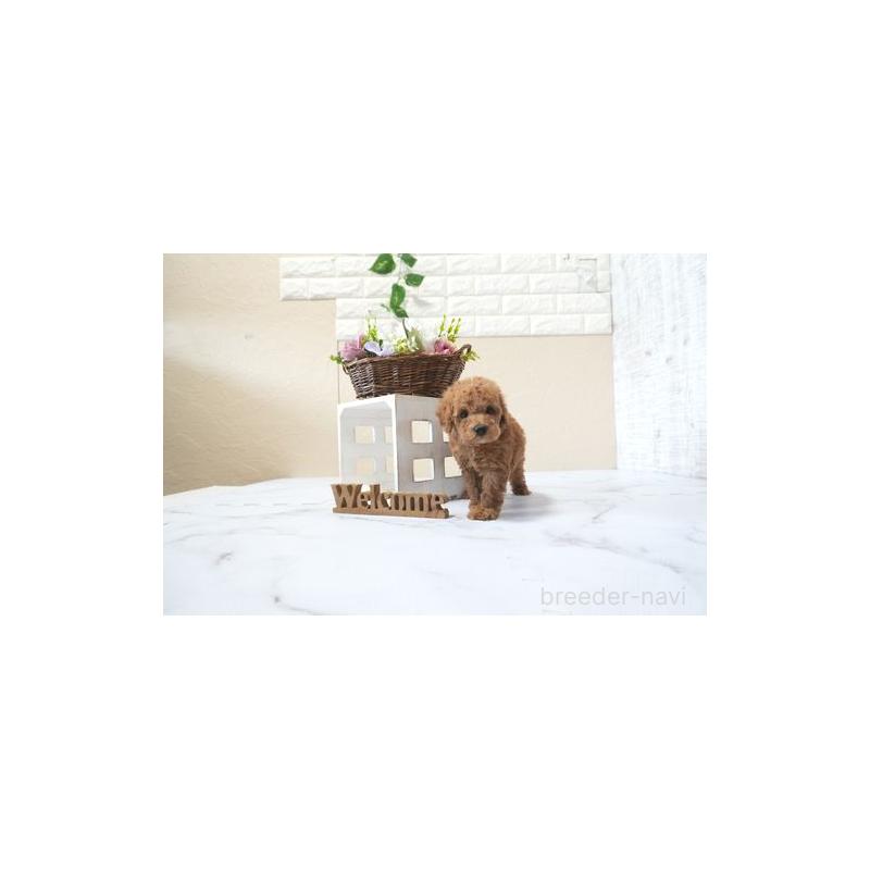 販売中の滋賀県のタイニープードル-436418の3枚目