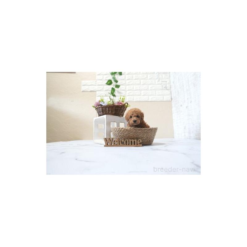 販売中の滋賀県のタイニープードル-436418の2枚目