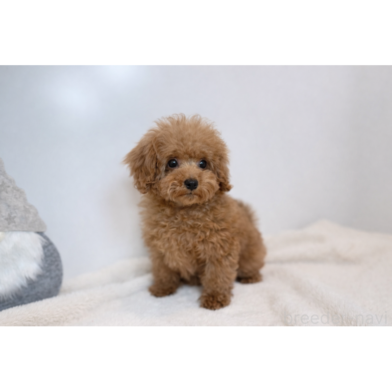 販売中の山口県のタイニープードル-435115の3枚目