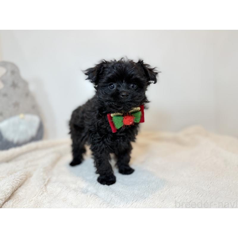 販売中の山口県のポメプー:ポメラニアン×トイプードル-432100の3枚目