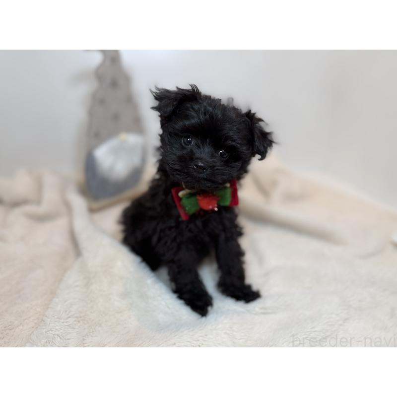 販売中の山口県のポメプー:ポメラニアン×トイプードル-432100の2枚目