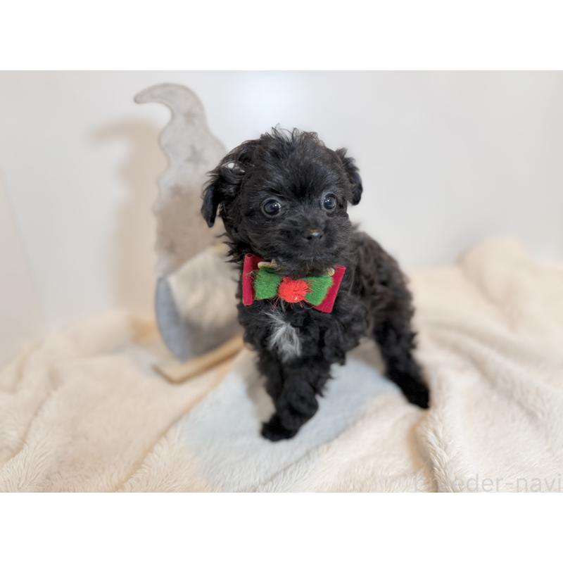 成約済の山口県のポメプー:ポメラニアン×トイプードル-432101の3枚目