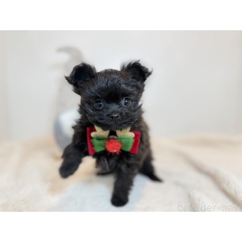 販売中の山口県のポメプー:ポメラニアン×トイプードル-432103の3枚目