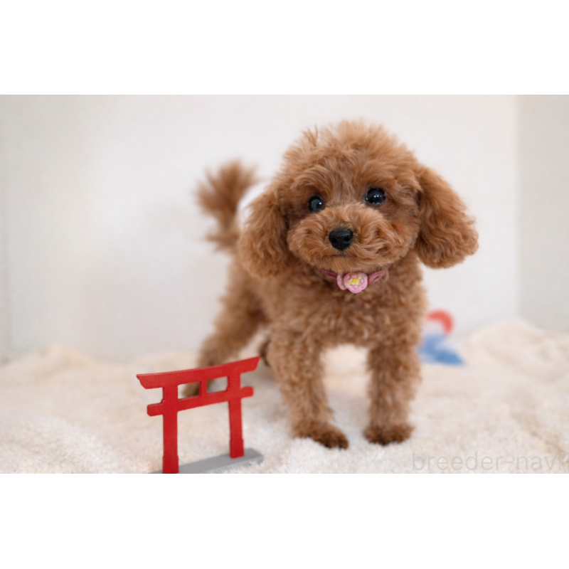 販売中の山口県のティーカッププードル-436421の3枚目