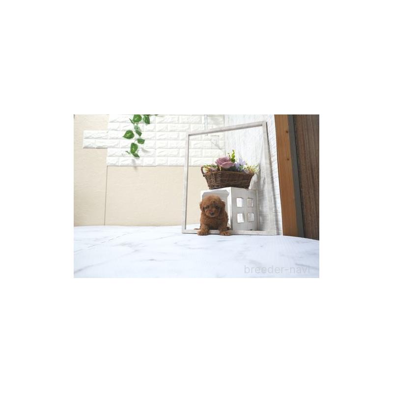 販売中の滋賀県のタイニープードル-436419の5枚目