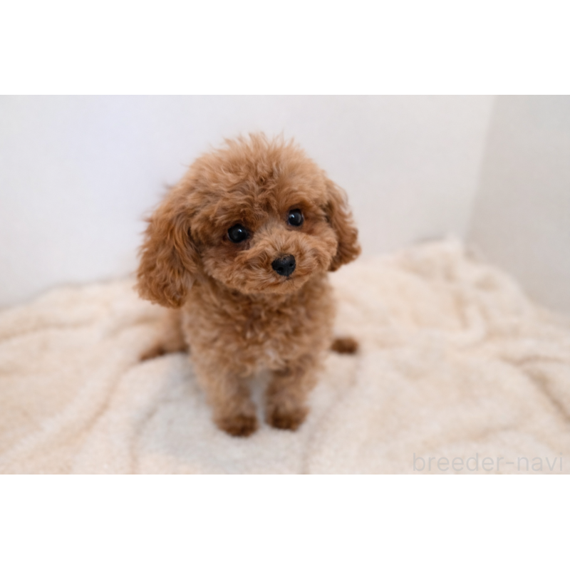 販売中の山口県のティーカッププードル-436421の2枚目