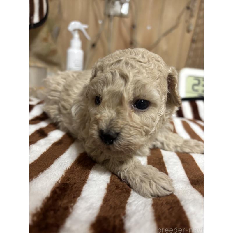 販売中の大分県のトイプードル-436423の2枚目