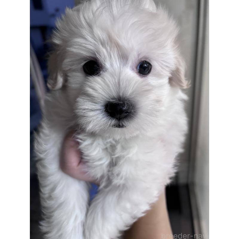 販売中の大阪府のマルプー:マルチーズ×トイプードル-436425の6枚目