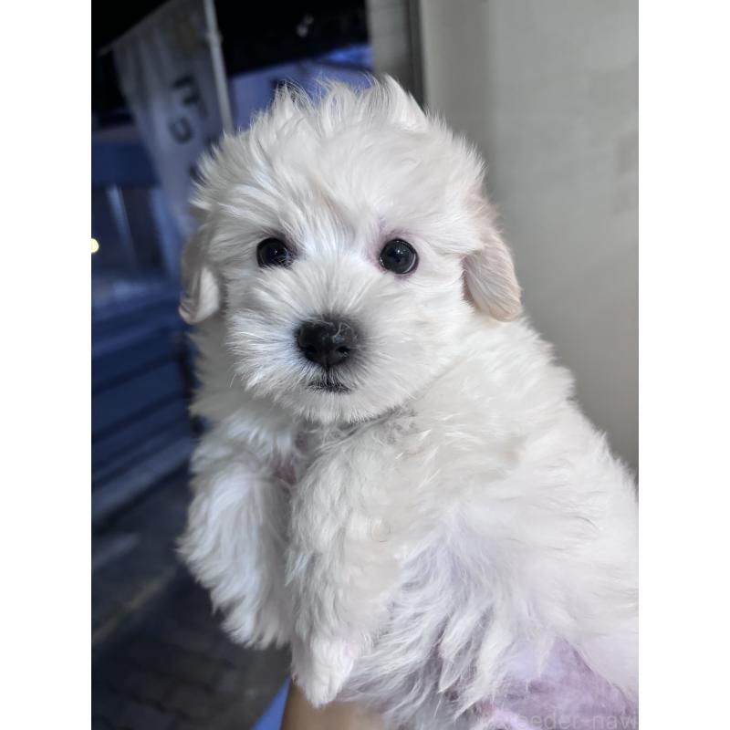 販売中の大阪府のマルプー:マルチーズ×トイプードル-436425の5枚目