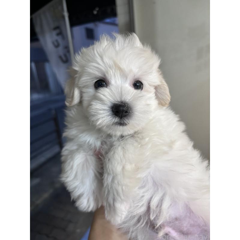 販売中の大阪府のマルプー:マルチーズ×トイプードル-436425の4枚目