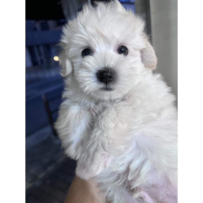 販売中の大阪府のマルプー:マルチーズ×トイプードル-436425の3枚目