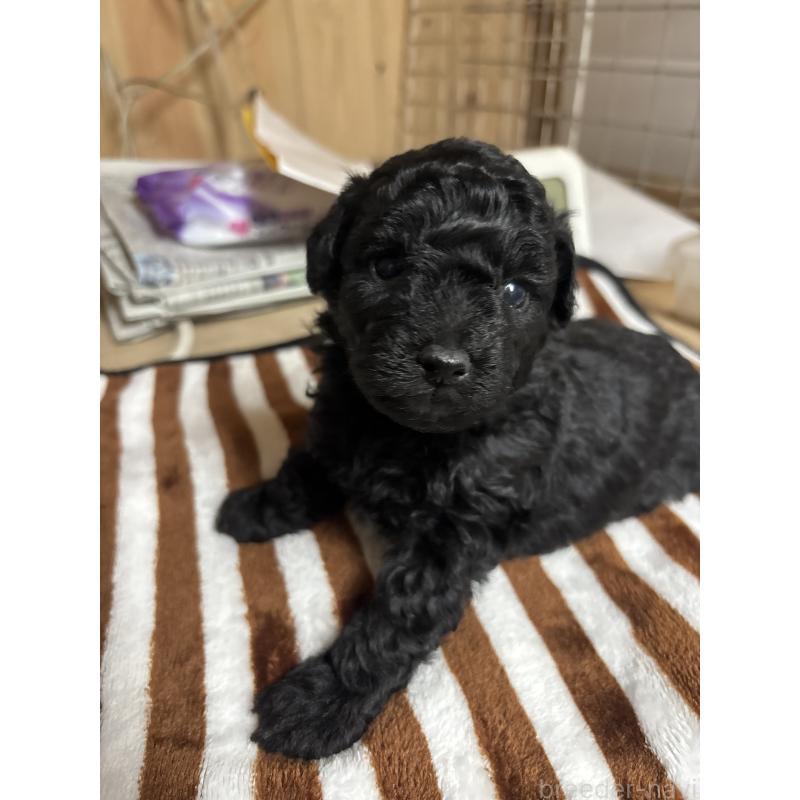 販売中の大分県のトイプードル-436426の2枚目