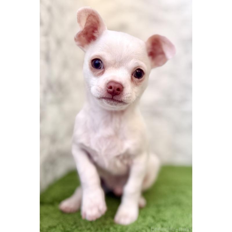 販売中の埼玉県のチワワ(スムースコート)-428360の5枚目