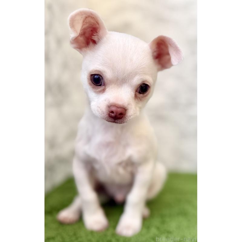 販売中の埼玉県のチワワ(スムースコート)-428360の4枚目