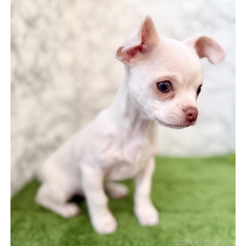 販売中の埼玉県のチワワ(スムースコート)-428360の3枚目