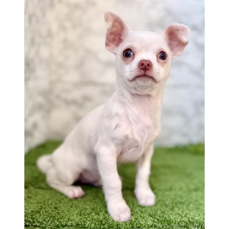 販売中の埼玉県のチワワ(スムースコート)-428360の2枚目