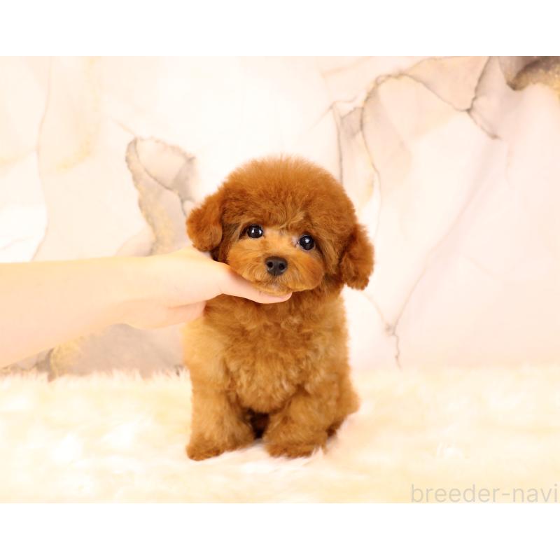 販売中の岡山県のタイニープードル-419770の5枚目