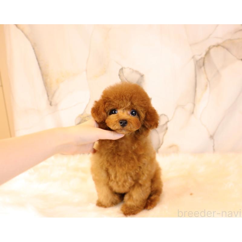 販売中の岡山県のタイニープードル-419770の4枚目