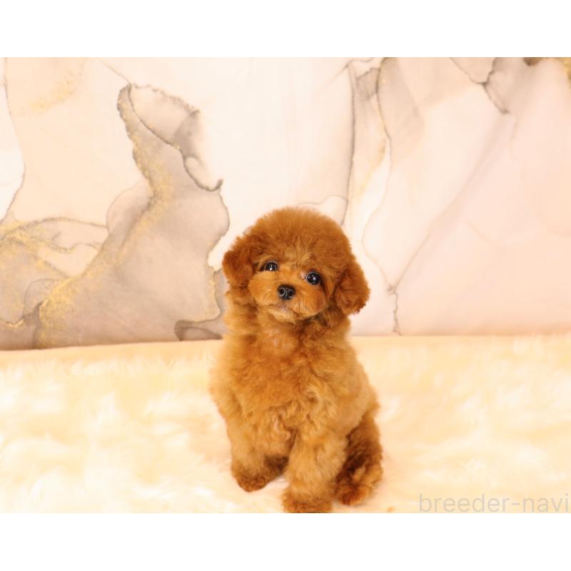 販売中の岡山県のタイニープードル-419770の2枚目