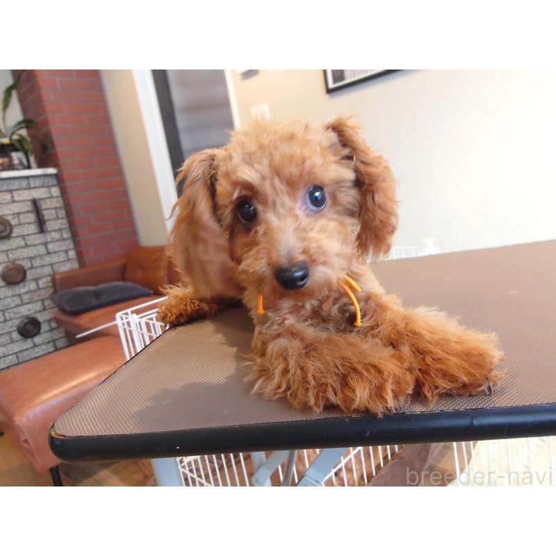 販売中の北海道のポメプー:ポメラニアン×トイプードル-413380の4枚目