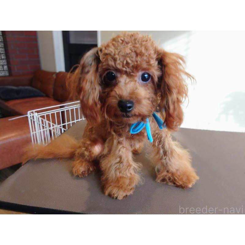 販売中の北海道のタイニープードル-405817の2枚目